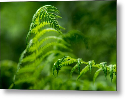 Fern Metal Print featuring the photograph Fern Intersect by Chris Bordeleau
