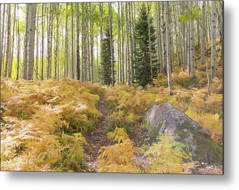 Ferns Metal Print featuring the photograph Fern Path by Nancy Dunivin