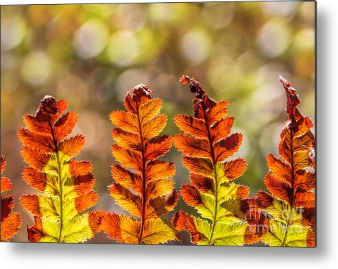 Ferns Metal Print featuring the photograph Ferns And Bokeh Forest Light by Mimi Ditchie