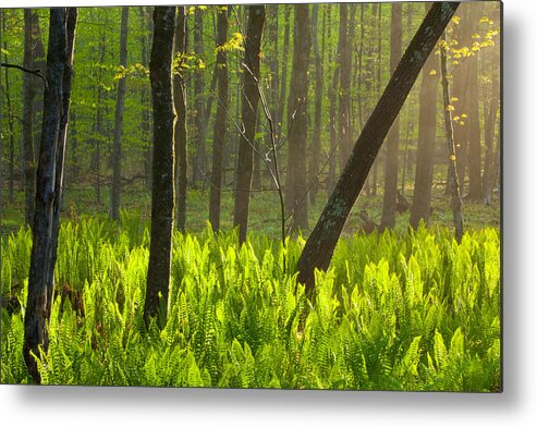 Wisconsin Metal Print featuring the photograph Fiddle me this by David Heilman