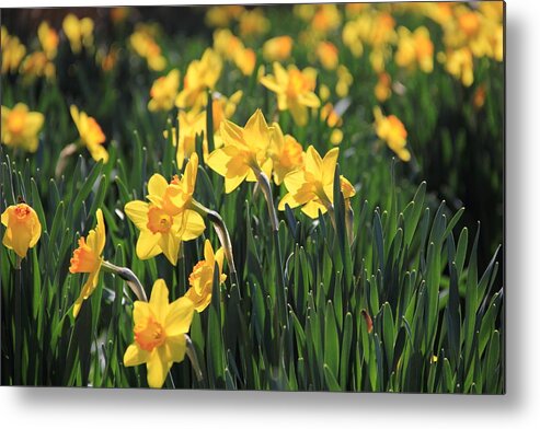 Daffodil Metal Print featuring the photograph Field of Daffodils by Angela Murdock