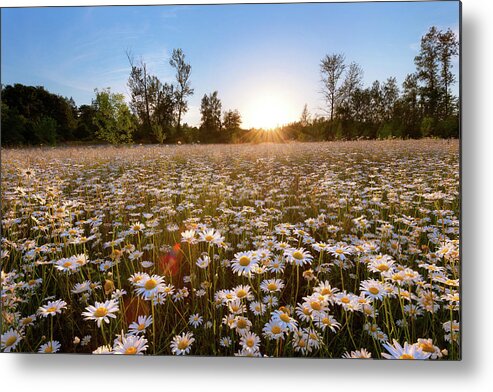 Daisy Metal Print featuring the photograph Field of Daisies by Andrew Kumler