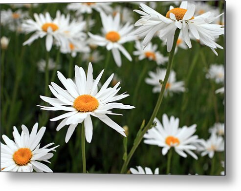 Fresh Metal Print featuring the photograph Field of Daisies by Dorothy Cunningham