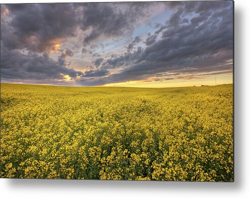 Canola Metal Print featuring the photograph Field of Gold by Dan Jurak