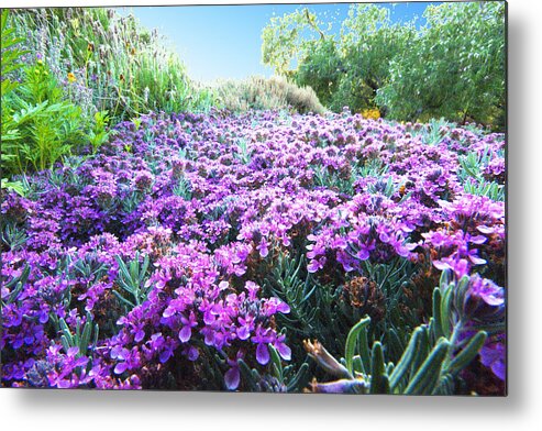 Flower Metal Print featuring the photograph Field of Purple by Richard Henne