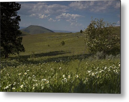 Field Metal Print featuring the photograph Field of white flowers by Sara Stevenson
