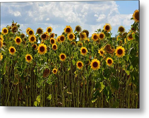 Sunflower Metal Print featuring the photograph Fields of Gold by Carolyn Mickulas
