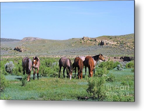 Fillies Metal Print featuring the photograph Fillies Day Out by Merle Grenz