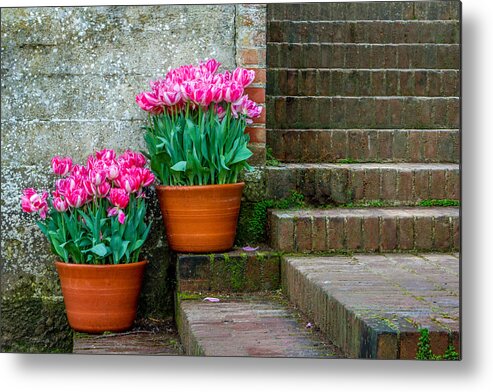 Garden Metal Print featuring the photograph Filoli Tulips by Bill Gallagher