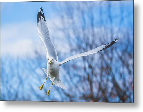 20170128 Metal Print featuring the photograph Final Approach by Jeff at JSJ Photography