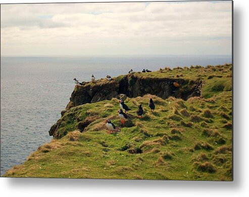 Puffins Metal Print featuring the photograph Finale by HweeYen Ong