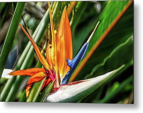 Flower Metal Print featuring the photograph Fine Wine Cafe Bird of Paradise by Aimee L Maher ALM GALLERY
