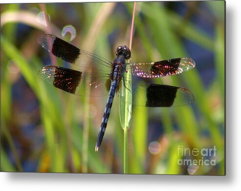 Dragonfly Metal Print featuring the photograph Fire Wing Dragon by Robert Wilder Jr