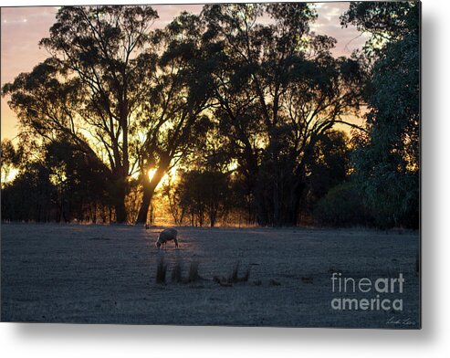 Farm Metal Print featuring the photograph First Light by Linda Lees