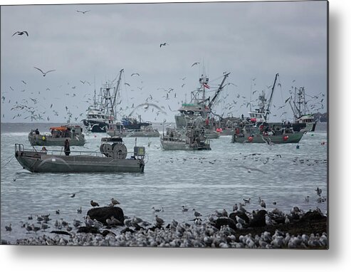 Herring Metal Print featuring the photograph Fishing Frenzy by Randy Hall