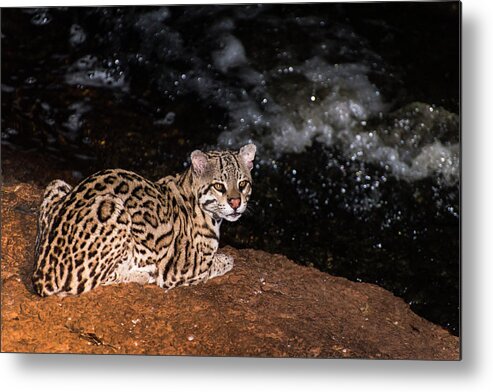 Ocelot Metal Print featuring the photograph Fishing in the Stream by Alex Lapidus