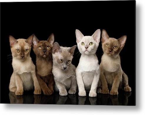 Kitten Metal Print featuring the photograph Five Burmese Kittens by Sergey Taran