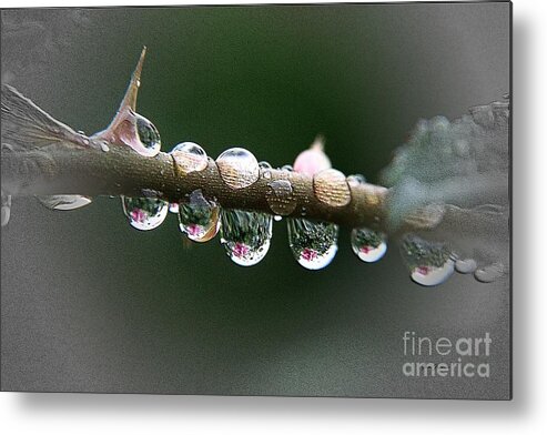 Raindrops Metal Print featuring the photograph Five droplets by Yumi Johnson