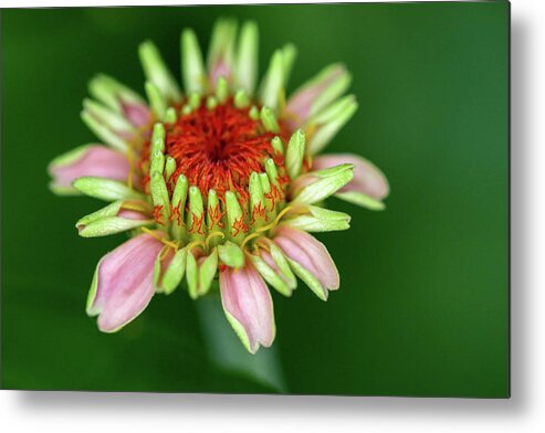 Flower Metal Print featuring the photograph Flamed Flower by Mary Anne Delgado
