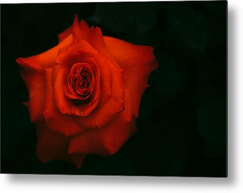 Jenny Rainbow Fine Art Photography Metal Print featuring the photograph Flaming Rose by Jenny Rainbow