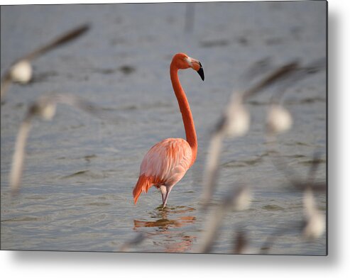 Flamingo Metal Print featuring the photograph Flamingo bombed by Gulls by Jim Bennight
