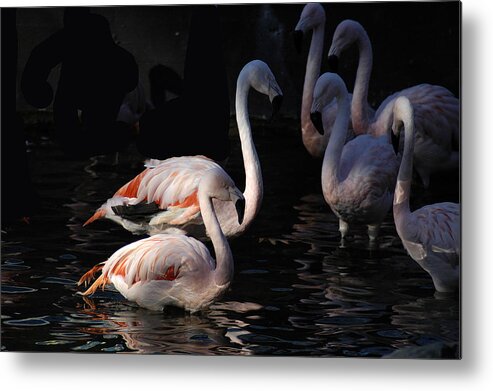 Flamingo Metal Print featuring the photograph Flamingo Study - 2 by DArcy Evans
