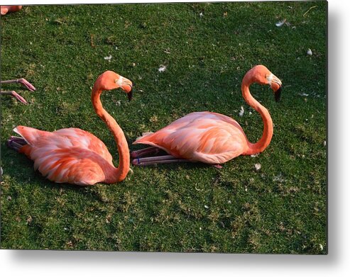 Flamingo Metal Print featuring the photograph Flamingos by Francisco Machado