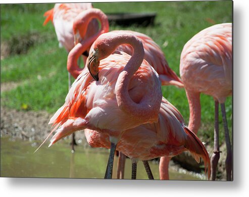 Bird Metal Print featuring the photograph Flamingos by Julia McHugh