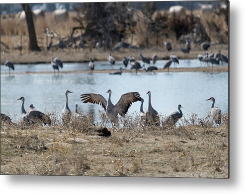 Sandhill Crane Metal Print featuring the photograph Flapping wings by Dan Friend