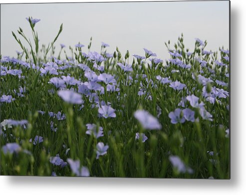 Flax V Metal Print featuring the photograph Flax V by Dylan Punke