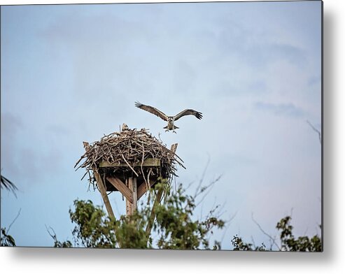 Osprey Metal Print featuring the photograph Flight Lessons by Scott Pellegrin