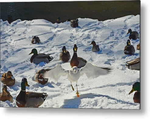 Ducks Metal Print featuring the photograph Flight or Fancy by Dani McEvoy