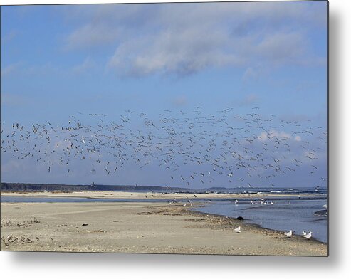 Seaside Metal Print featuring the photograph Flight by Tammy Schneider