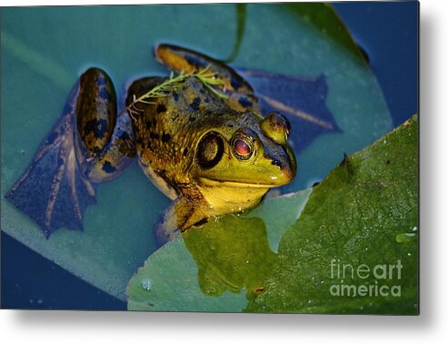 Frog Metal Print featuring the photograph Floating Around by Julie Adair