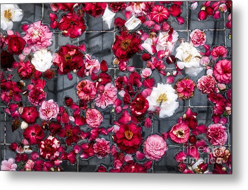 Camelias Metal Print featuring the photograph Floating Camelia Blossoms by Ann Jacobson