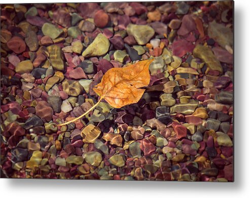 Glacier National Park Metal Print featuring the photograph Floating Leaf by Teresa Wilson