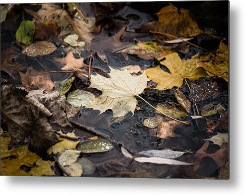 Fall Metal Print featuring the photograph Floating Leaves by Mike Evangelist