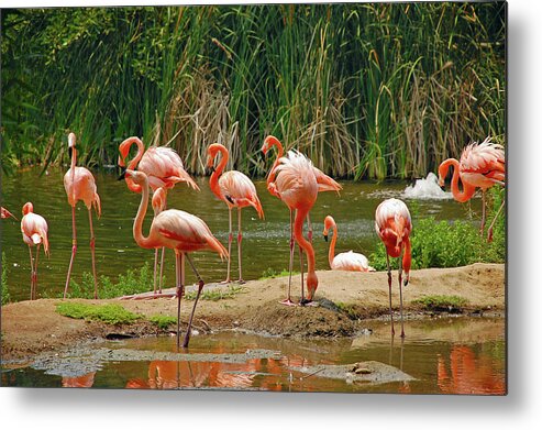 Zoo Metal Print featuring the photograph Flock of flamingos by Ingrid Perlstrom