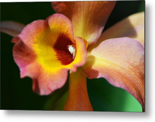 Orchid Metal Print featuring the photograph Floral Art - Intimate Orchid 3 - Sharon Cummings by Sharon Cummings