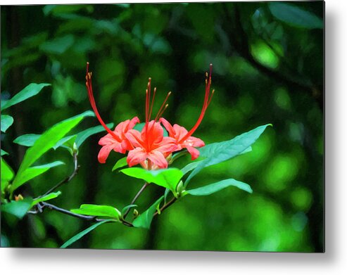 Flower Metal Print featuring the photograph Floral Print 032 by Flees Photos
