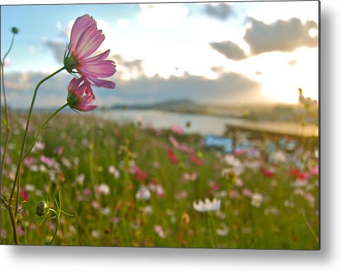 Wild Flowers Metal Print featuring the photograph Floral Sunset by HweeYen Ong