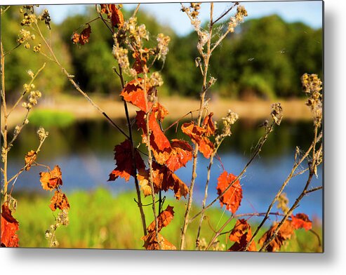 Fall Metal Print featuring the photograph Florida Fall Leaves by Dart Humeston