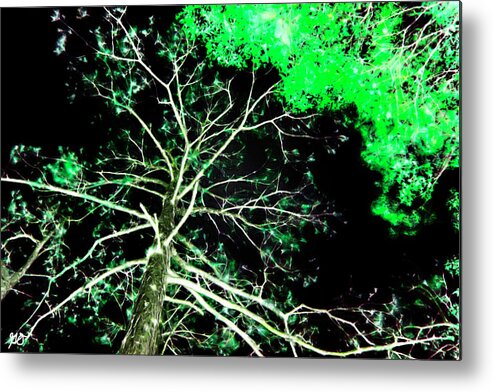 Hdr Photograph Metal Print featuring the photograph Florida Tree Tops by Gina O'Brien