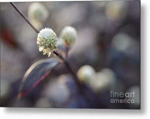 Flower Metal Print featuring the photograph Flower Bokeh by Lorenzo Cassina