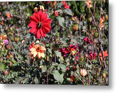 Leaf Metal Print featuring the photograph Flower Garden by Jason Nicholas