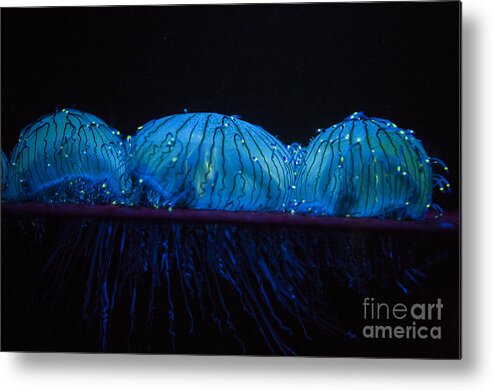 Flower Hat Jelly Metal Print featuring the photograph Flower hat jelly by Jason O Watson
