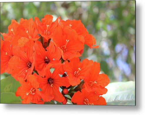 Red Metal Print featuring the photograph Flower by Joseph Mueller