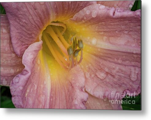 Flower Metal Print featuring the photograph Flower Photography by FineArtRoyal Joshua Mimbs