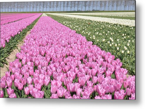 Flowerfields Metal Print featuring the photograph Flowerfield, pink tulips by Eduard Meinema