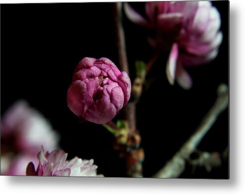Nature Metal Print featuring the photograph Flowering Almond 2011-3 by Robert Morin